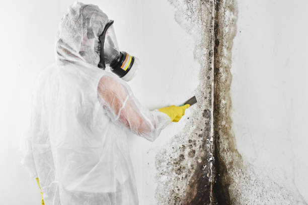 Best Toxic Mold Removal  in Grove Hill, AL