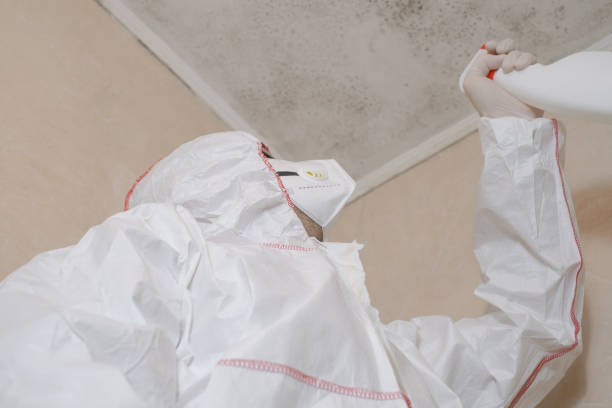 Certified Mold Removal in Grove Hill, AL