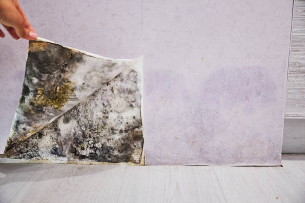 Best Mold Cleaning Services  in Grove Hill, AL
